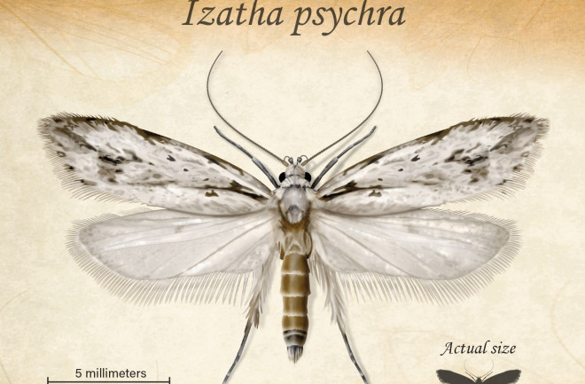 Moth, Izatha psychra