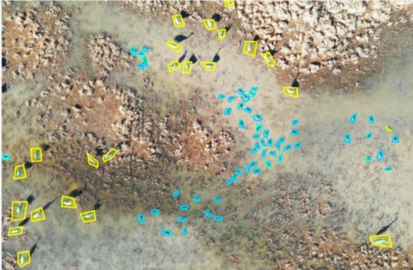 ducks and drones