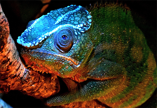 117glowing-chameleon.png