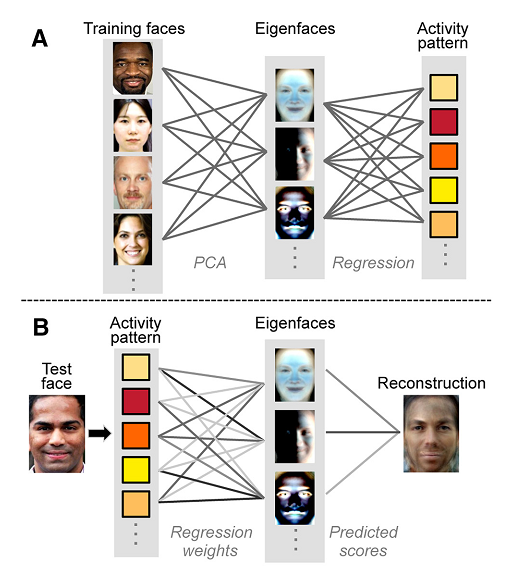 Decoding Faces From The Brain Discover Magazine - training faces for roblox