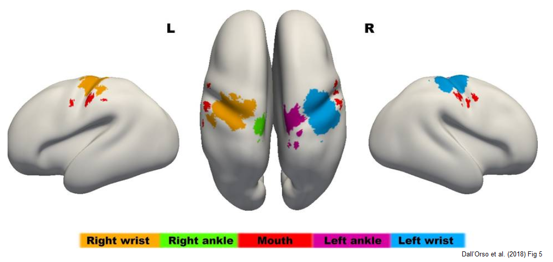 dallorso_bodymap_brain