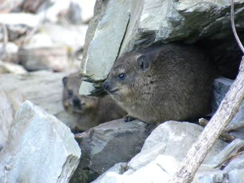 Hyraxes.jpg