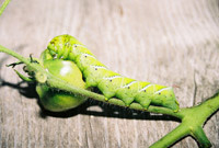 Tobacco-Hornworm.jpg