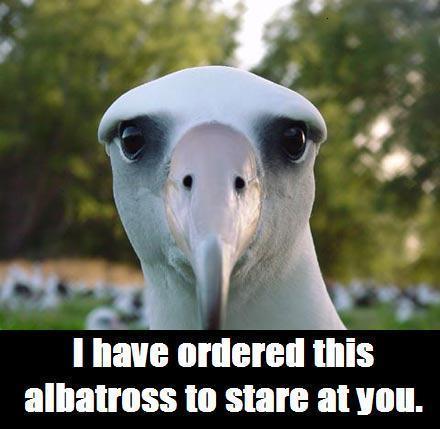 albatross.jpg