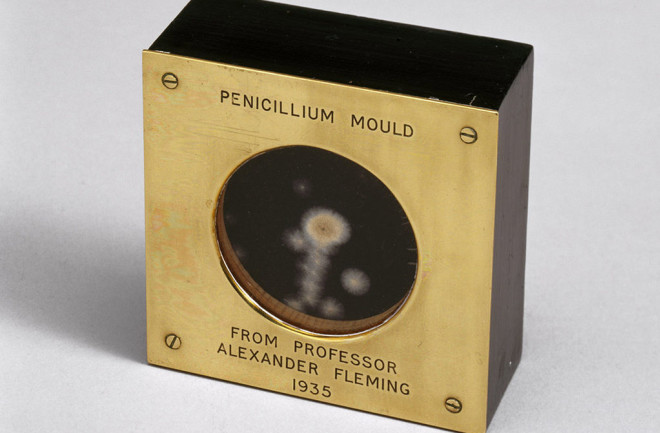 penicillin mold 1935 stock