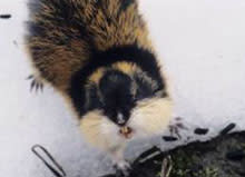 Norway lemming, rodent