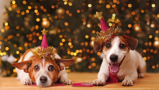 two-little-dogs-wearing-new-years-eve-hats