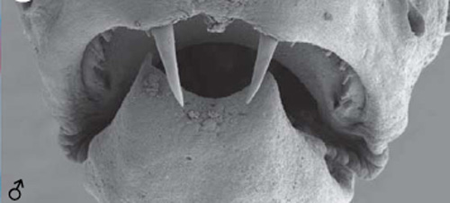 Danionella_dracula_mouth.jpg