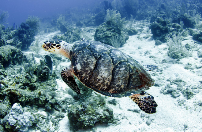 Sea Turtle - Shutterstock