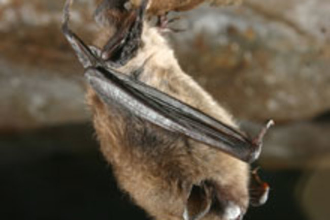 bat-white-fungus.jpg