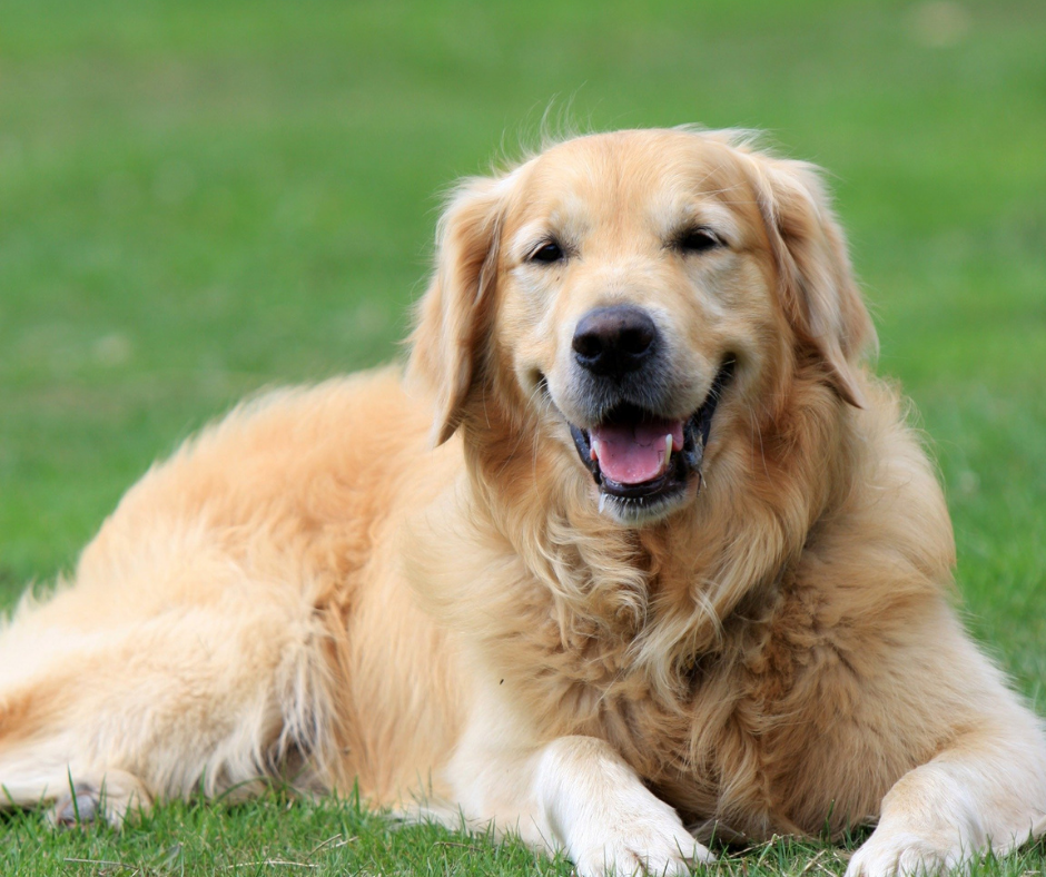 20 Best Dog Food for Golden Retrievers in 2022