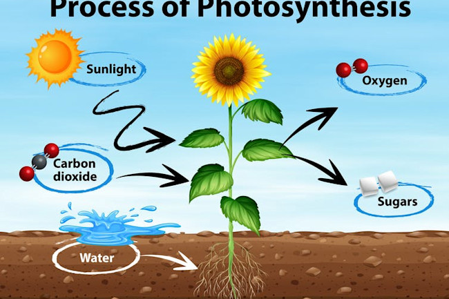 Photosynthesis - Shutterstock