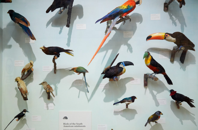 Natural History Museum stuffed South American rainforest birds collection on August 7, 2015 in London, UK.