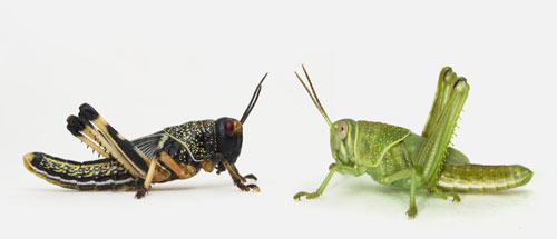 Locust_twoforms.jpg