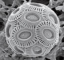 plankton-cocco2-1.jpg