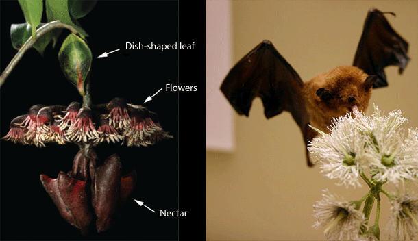 Leaf_sonar.gif