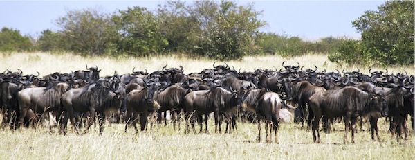 Wildebeest.jpg