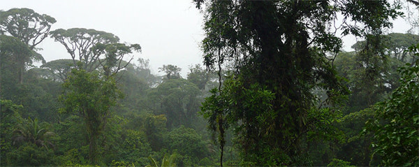 Costa_Rica_rainforest.jpg