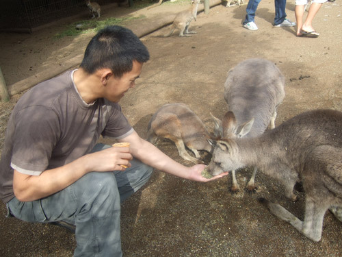 Edwithwallabies.jpg