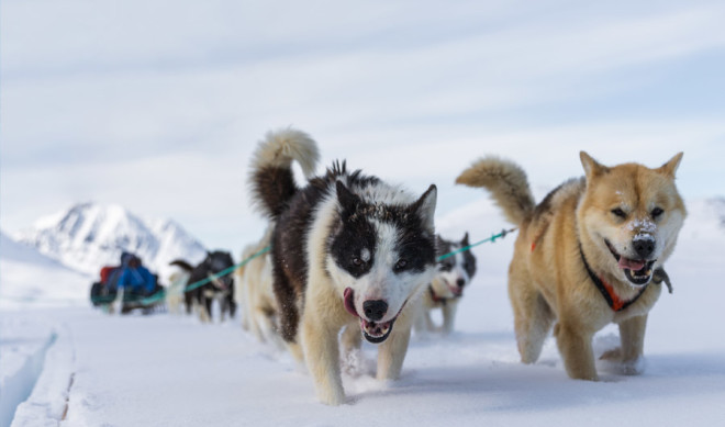 sled dog arctic