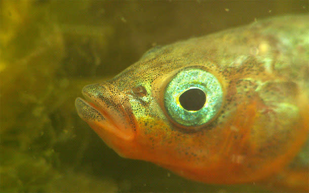 Stickleback.jpg
