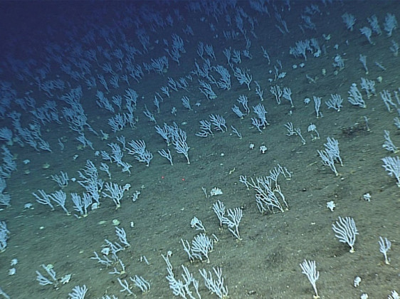 Life Finds a Way Deep in the Mariana Trench | Discover Magazine