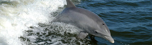 Dolphins.jpg