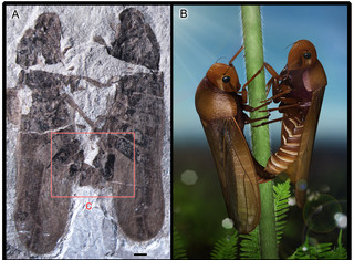 Extant Porn - Insect fossil porn: Jurassic edition. | Discover Magazine