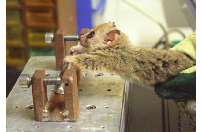 Mighty Mouse Lemurs Have Super Arm Strength | Discover Magazine