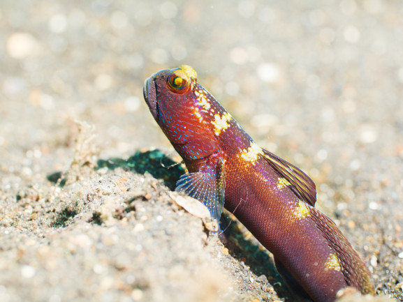 Goby Fish - Shutterstock
