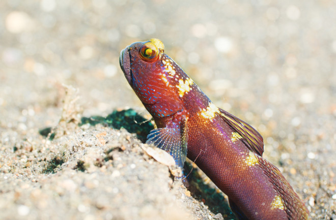 The Fish That Climbs Waterfalls With Its Mouth | Discover Magazine
