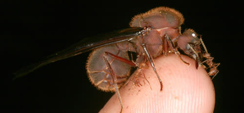 Queen_ant.jpg