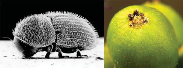 Coffee_Berry_Borer_Beetle.jpg