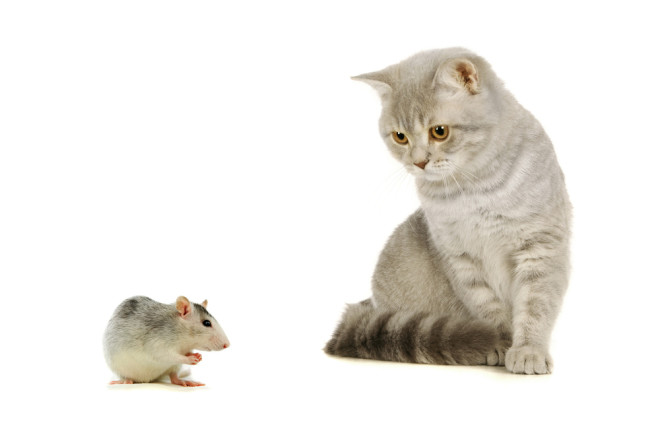 Cat and Mouse - Shutterstock