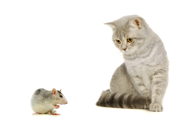 20 Things You Didnt Know About Cats Discover Magazine