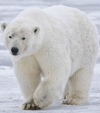 800px-Polar_Bear_-_Alaska.jpg