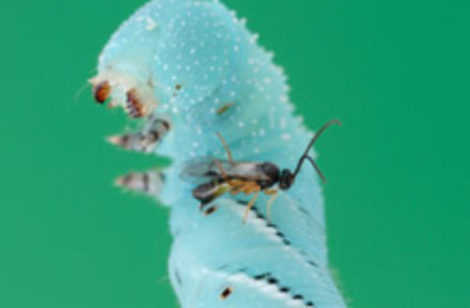 wasp-caterpillar.jpg