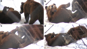 zoo21137-fig-0001-300x169.png
