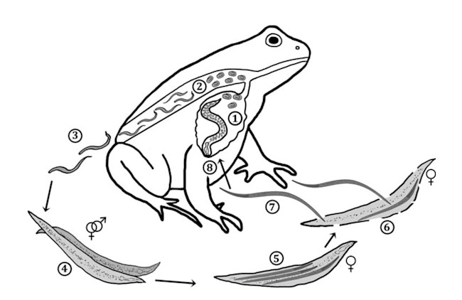 lungworm_lifecycle.jpg
