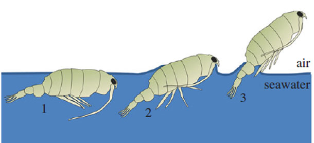 Flying_copepod.jpg
