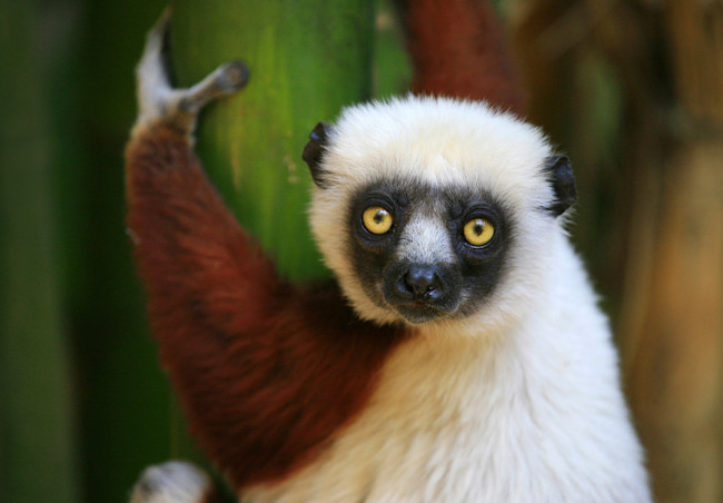 Lemur