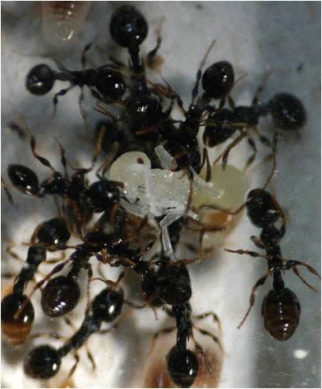 Ant.jpg