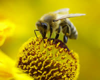 Ten Things To Know About Bees – FIT Newsroom