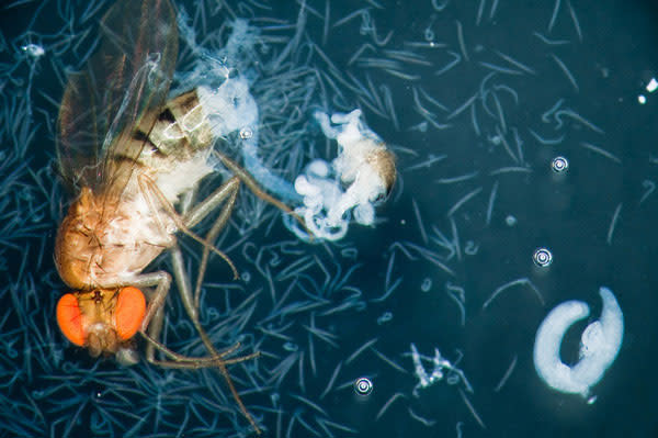 Drosophila.jpg