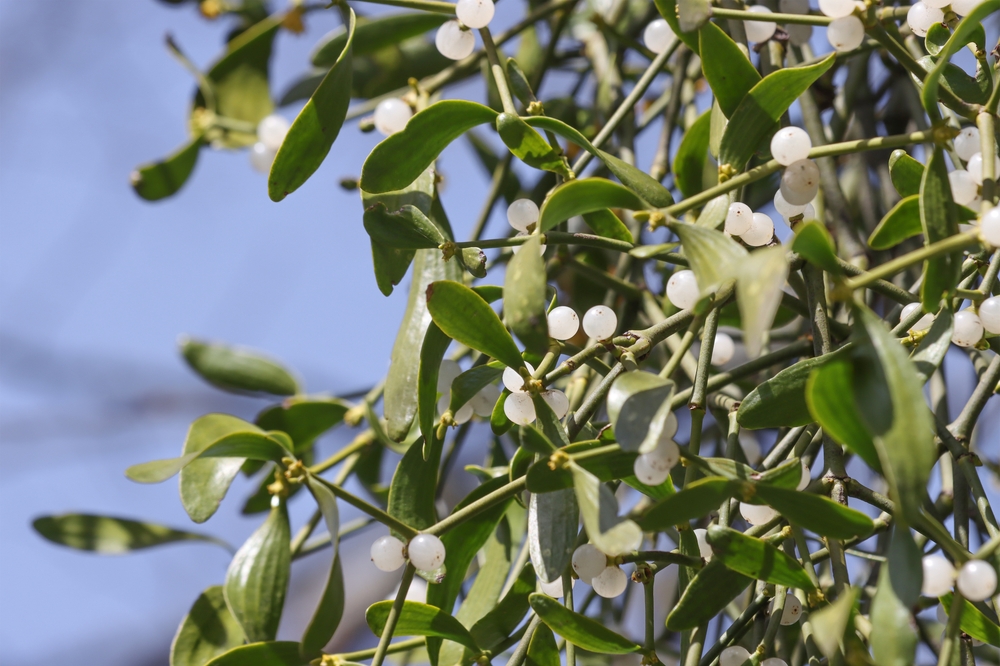 We May Kiss Under the Mistletoe, but are These Berries Poisonous?