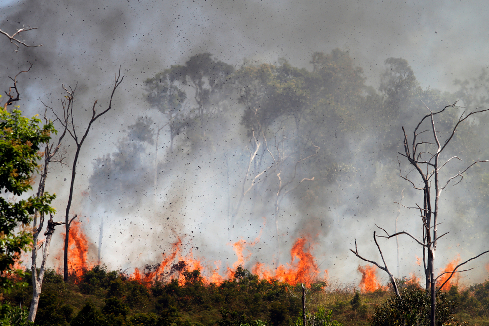 What Scientists Know About Wildfire Smoke and Its Impact on Wild Animal ...