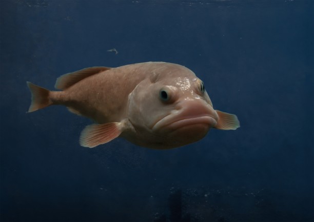 Blobfish known as the world's ugliest deep sea creature