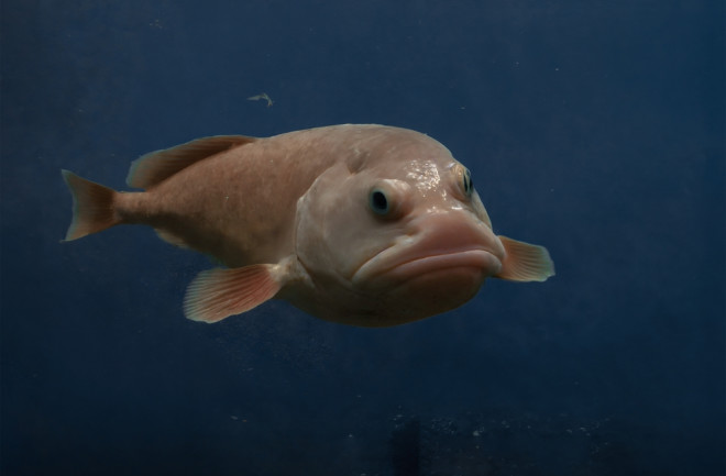 Blobfish known as the world's ugliest deep sea creature