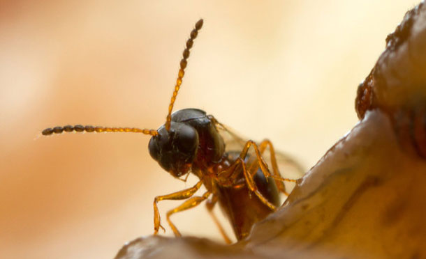 Leptopilina_boulardi.jpg