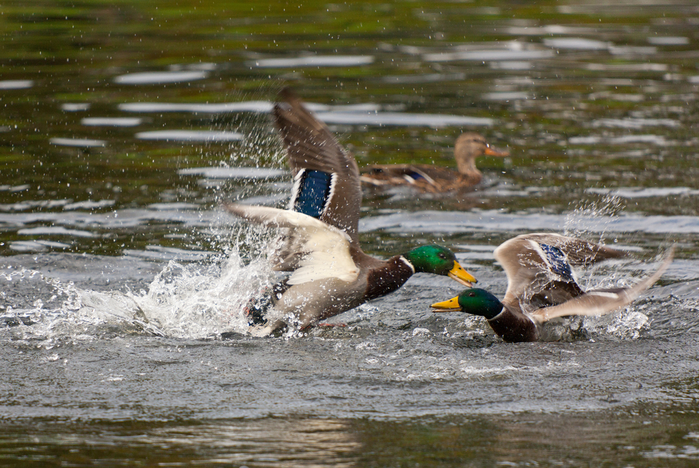 Deer Have Antlers, Walruses Have Tusks – Here’s Why So Few Birds Have Weapons of their Own thumbnail